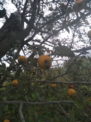 Crataegus gracilior