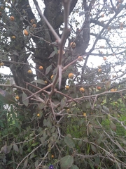 Crataegus gracilior