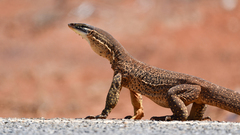 Varanus panoptes