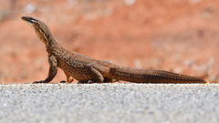 Varanus panoptes