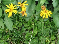 Jacobaea abrotanifolia