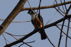 Microhierax fringillarius