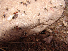 Myrmecocystus mendax