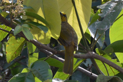 Pycnonotus finlaysoni