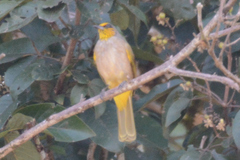 Pycnonotus finlaysoni