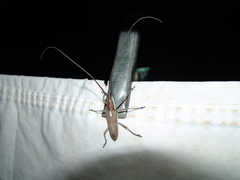 Neoptychodes trilineatus