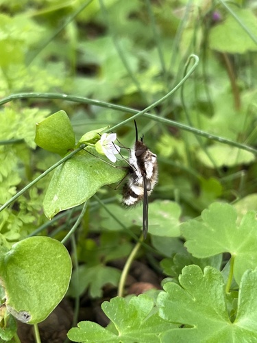 Bombylius anthophilus observed 2023-04-23