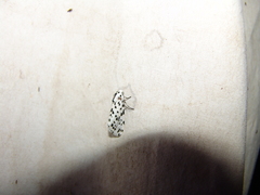 Hypercompe permaculata