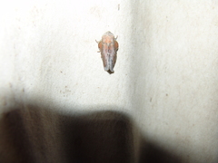 Phyllodesma americana