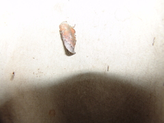 Phyllodesma americana