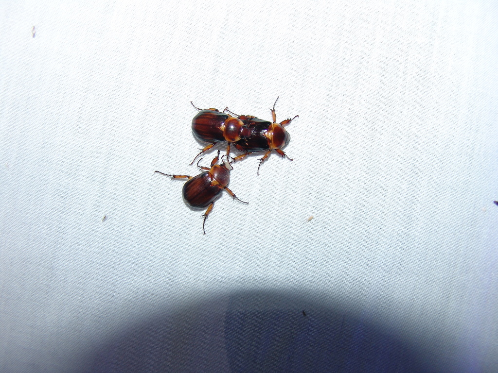 Ancognatha manca