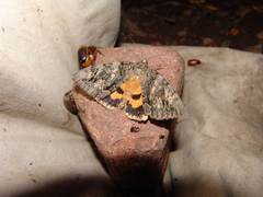 Catocala neogama euphemia