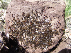 Camponotus semitestaceus