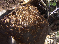 Camponotus festinatus