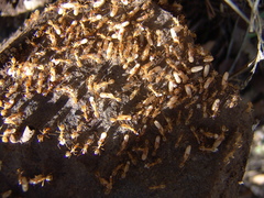 Camponotus festinatus