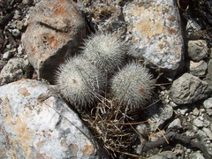 Mammillaria haageana conspicua
