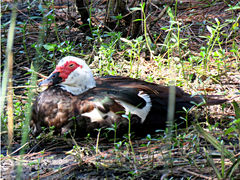 Cairina moschata domestica