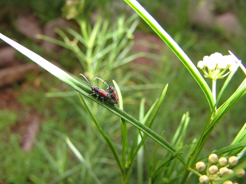 Tetraopes discoideus photo 3
