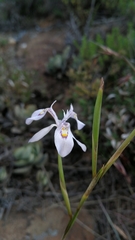 Moraea elliotii