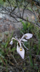 Moraea elliotii