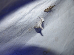 Inguromorpha itzalana