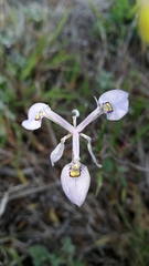 Moraea elliotii