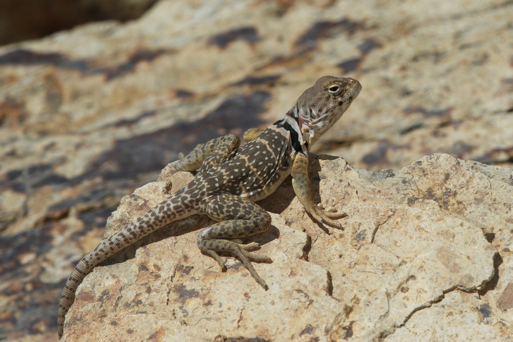 April Lizard Sonoran Collared Lizard in April 2023 by Robert Ivens · iNaturalist