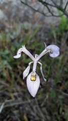 Moraea elliotii