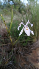 Moraea elliotii