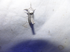 Inguromorpha itzalana