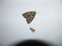 Catocala neogama euphemia