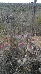 Cotyledon orbiculata oblonga