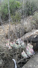 Cotyledon orbiculata oblonga