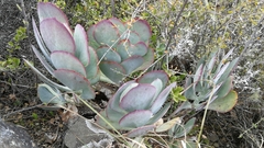 Cotyledon orbiculata oblonga