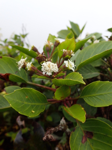 Oparanthus hivoanus observed 2017-11-11