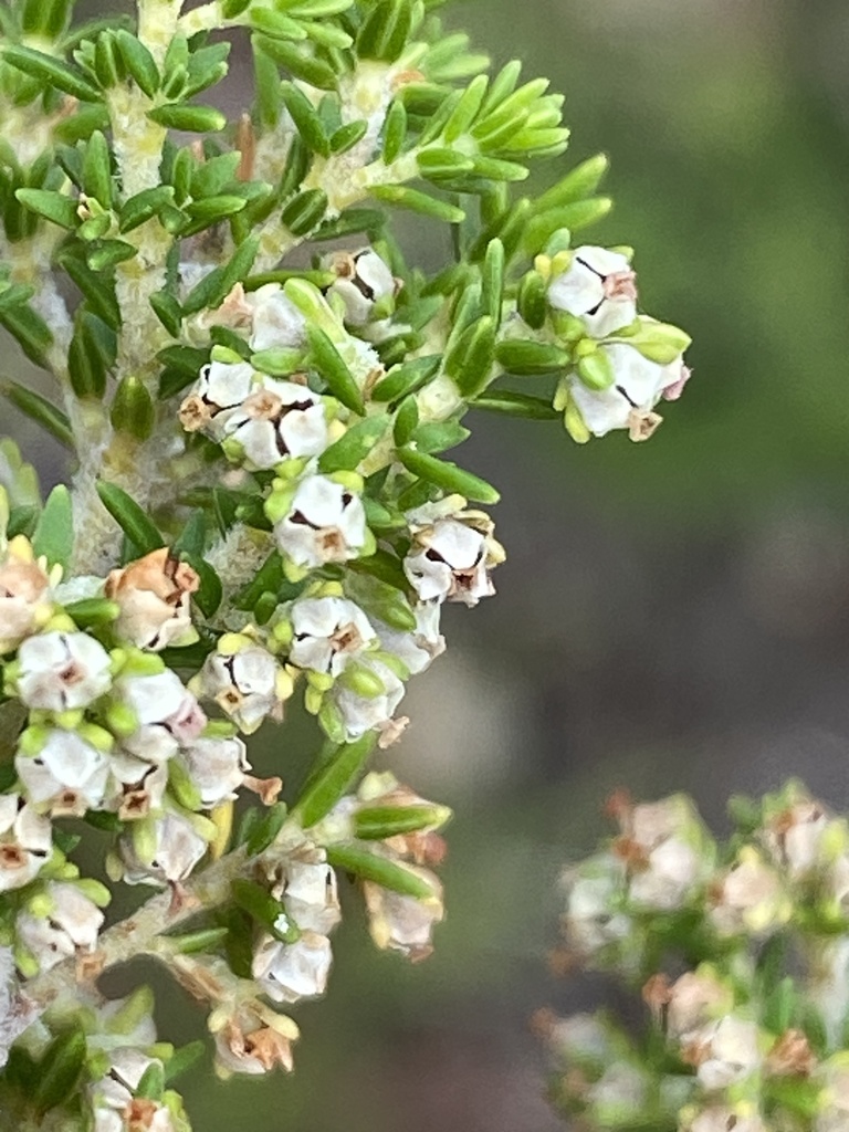 Erica magnisylvae