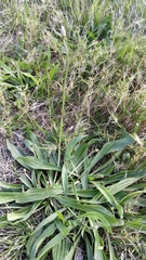 Plantago lanceolata