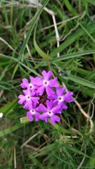 Glandularia aristigera