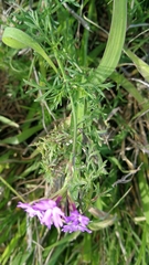 Glandularia aristigera