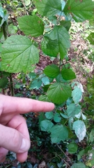 Rubus phoenicolasius
