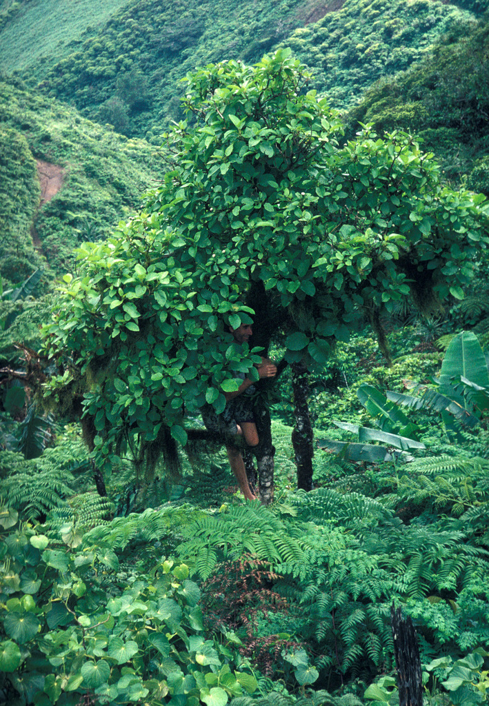 Oparanthus teikiteetinii