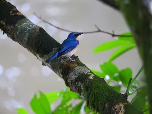 Cyornis turcosus