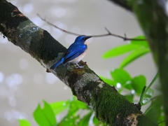 Cyornis turcosus