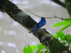 Cyornis turcosus