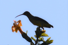Arachnothera chrysogenys