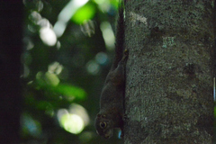 Sundasciurus robinsoni