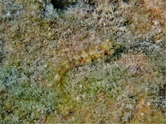 Minute Threefin photo 2