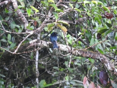 Dicrurus hottentottus borneensis