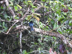 Dicrurus hottentottus borneensis