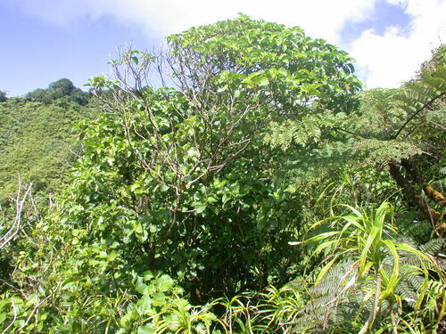 Oparanthus tiva observed 2003-07-04